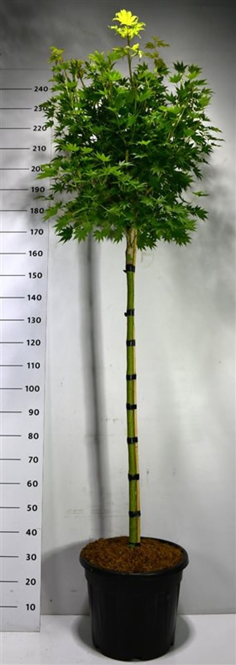 Acer shirasawanum 'Jordan' - 120 CM Stem C30